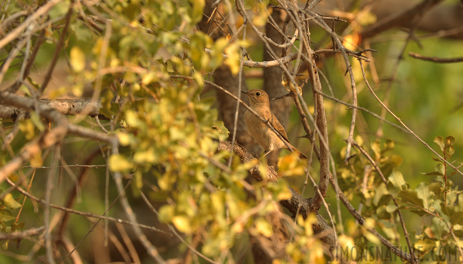 Sylvia borin borin [400 mm, 1/250 sec at f / 8.0, ISO 1000]